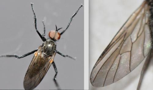 Rhamphomyia sp.